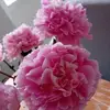 Jane Grundy - @jane.grundy1 - TikTok