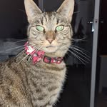Janette Elizabeth Guilfoyle - @janetteg72 - Instagram