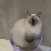 Jane Gutierrez - @jane.gutierrez56 - TikTok