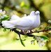 Ĵane Qar - Facebook