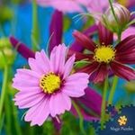 Jane Hahn - @jmfh53 - Instagram