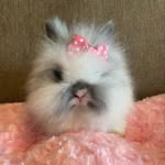 Jane Hare, Molly, and Holly - @jane_molly_and_holly - Instagram