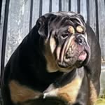 Kathy Jane Hare - @malika_bullz - Instagram