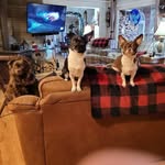Jane Ewing Harrigan - @jane.e.harrigan - Instagram