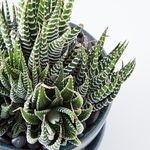 Jane Hatch - @homeinthemaking_ - Instagram