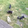 jane.heaney - @jane.penguins123 - TikTok