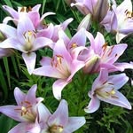 Janice Hixon - @janicelh29 - Instagram