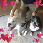 Jane Hostetler - @jrhboxers - Instagram