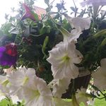 Jane Husted - @jane21758 - Instagram