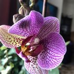 Jane Irving - @irvstewie - Instagram