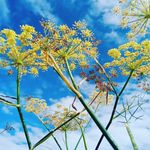 Jane Irving - @noisynora3 - Instagram