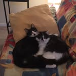 Jane Jacobi - @skunkcat20 - Instagram