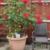 janejohnstone67 - @janejohnstone67 - TikTok