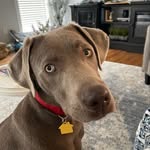 Jane Kerley - @astro_the_silly_silver_lab - Instagram