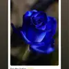 Janie Kerley - @janiekerley - TikTok