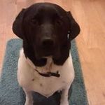 Jane Kidd - @whatsthedogsname - Instagram