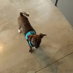 Kipper&Mary Jane - @kipperandmaryjane - Instagram