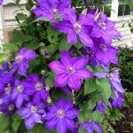 Jane Klugman - @janeklugm - Instagram