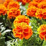 Jane K. Kolb - @janekolb_photography - Instagram