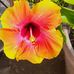 Jane Kowalski - Facebook