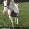 nAnA - @janekowalski5 - TikTok