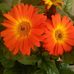 Jane Kroll - Facebook