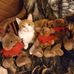 Jane Ladd - Facebook