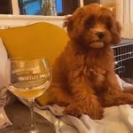 Jane Lambert - @cardijack0965 - Instagram
