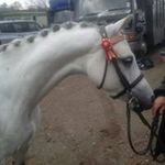 Jane Lambert - @cjl.stephens - Instagram