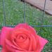 Jane Lammel - Facebook