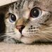Jane Lang - Facebook