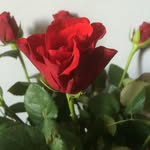 Jane Langley - @janelangley2009 - Instagram