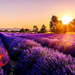 Jane Lavender - @janelavender80 - Instagram