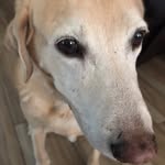Jane Henson Lawless - @henson.jane - Instagram