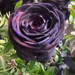 Jane Lemon - @lemon6442 - Instagram