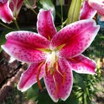 Janet Ford Linville - @janetfl1950 - Instagram