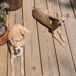 Phoebe Jane Longfellow - @freerange_chihuahua - Instagram