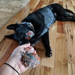 Jane Lyle - @janethegermanshep - Instagram