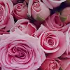 jenniferjanemacintyre - @jennifermacintyre1 - TikTok