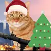 Mr whiskers - @janemacintyre8 - TikTok