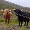 Jane Maclean - @jane.maclean55 - TikTok