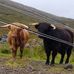 Jane Maclean - Facebook
