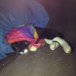 Samyah Jane Macneil - @cats_are_rocking - Instagram