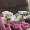 Janie Maier - @janie.maier - TikTok