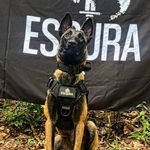 Jane foster male - @jane_malinois - Instagram