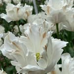 Jane Marlow - @7janemarlow - Instagram