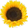 Jane_Messina_Adams - @Jane_Messina_Adam - TikTok