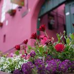 Jane Miers - @janesteam1 - Instagram