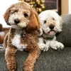 Janelle Minich26 - @thecraftycockapoo - TikTok