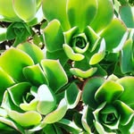 Jane Moloney - @succulentsbyjmo - Instagram